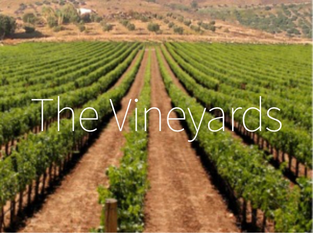 The Vineyards