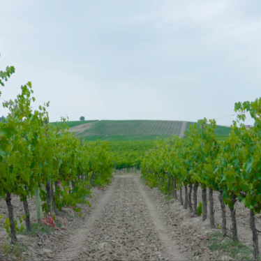 Vigna